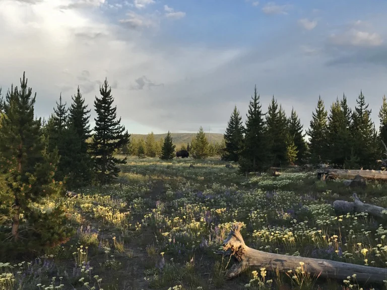 Foto 12 — yellowstone